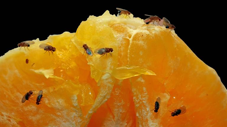 Fruchtfliegen auf einer Orange