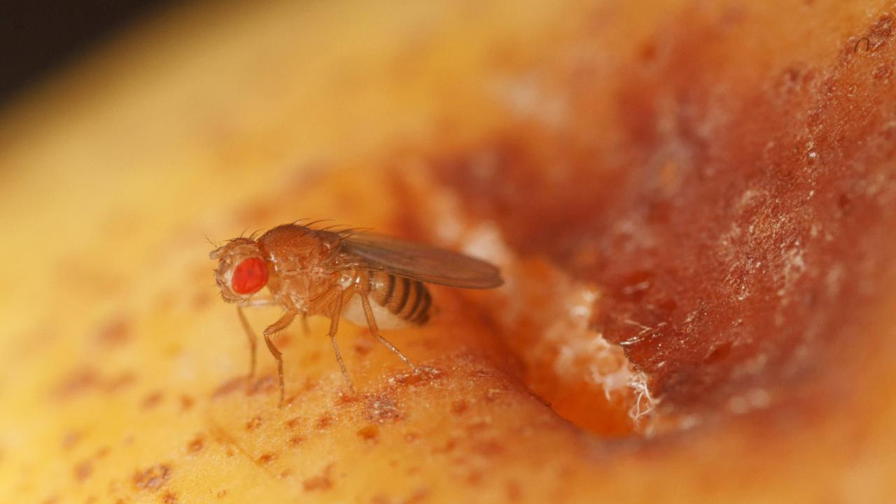 Fruchtfliegen-Plage: Wie man Obstfliegen loswerden kann