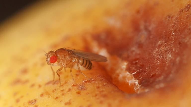 Eine Fruchtfliege sitzt auf einer Birne.