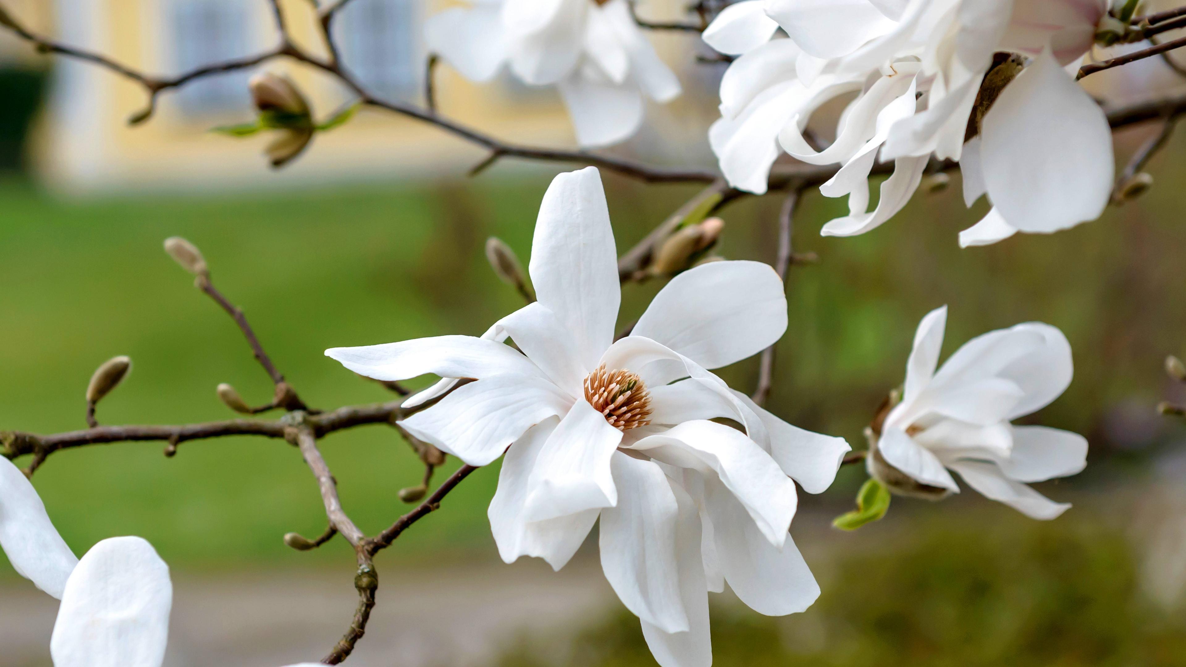 Magnolie