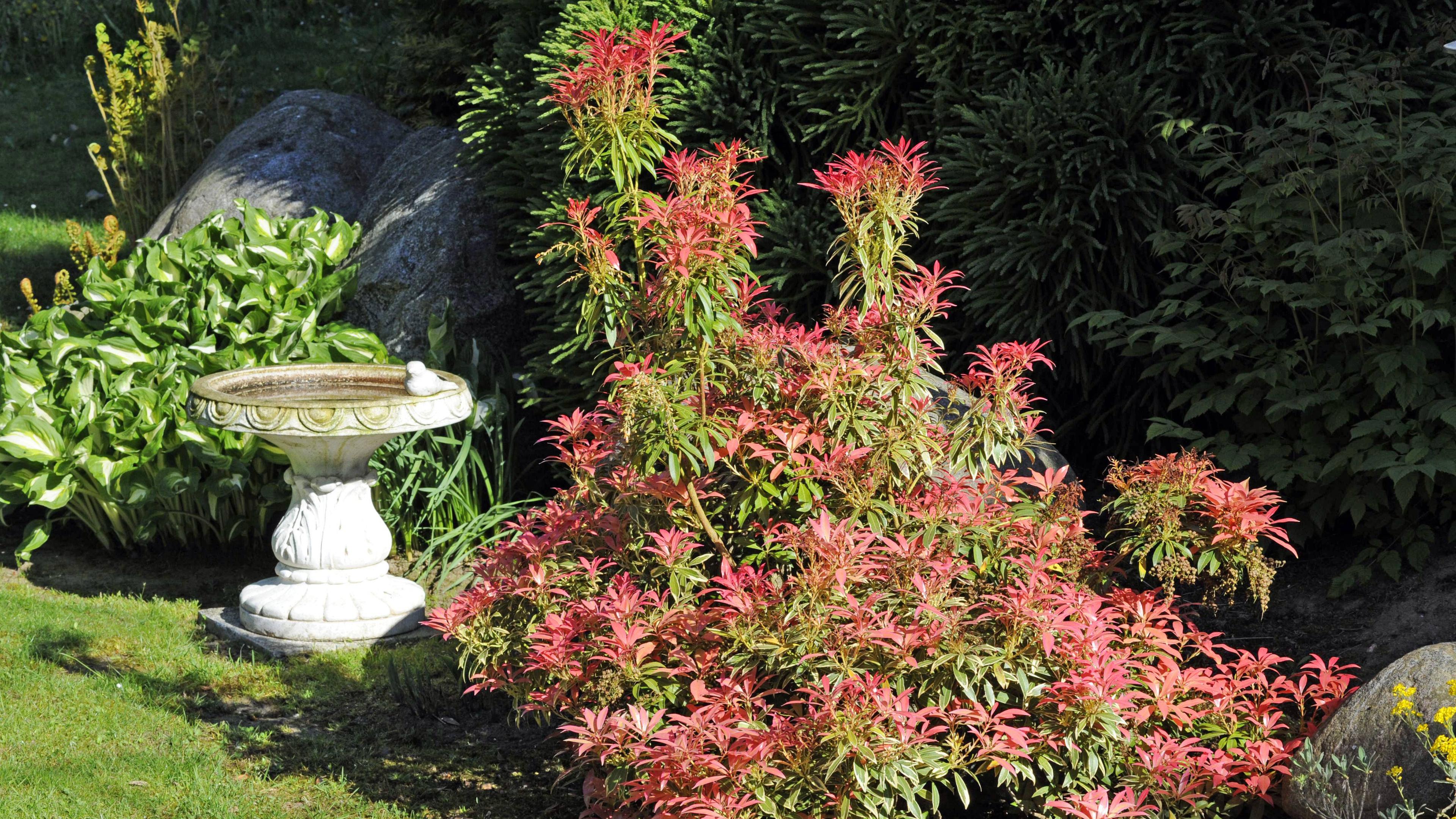 Japanische Lavendelblüte
