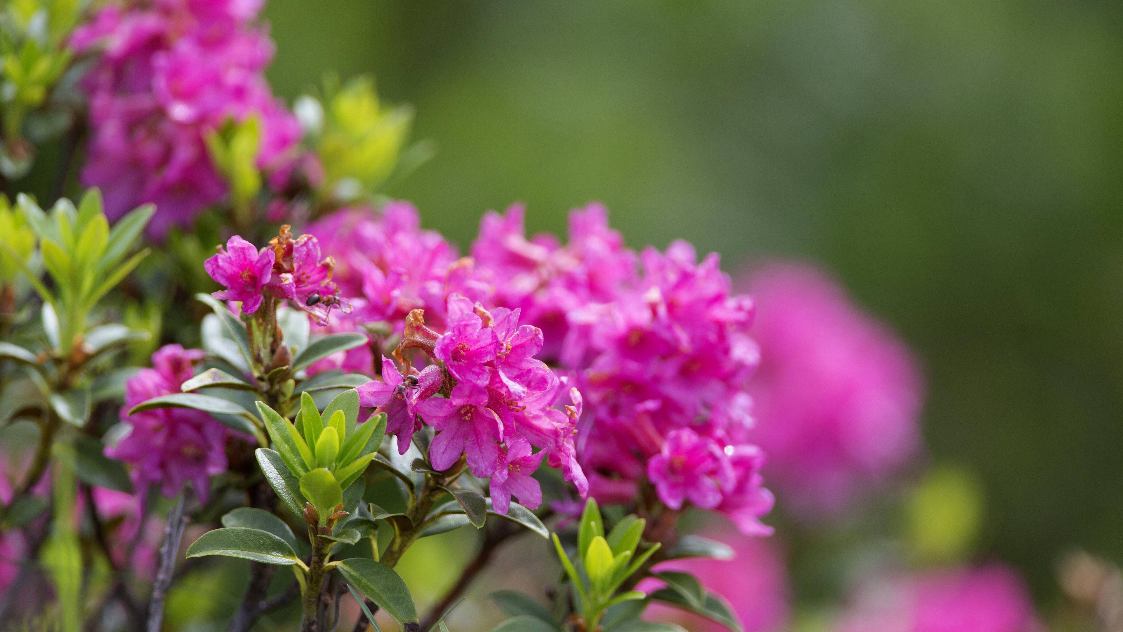 Rhododendron
