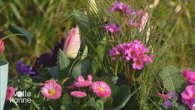 Frühjahrsblüher-Stauden