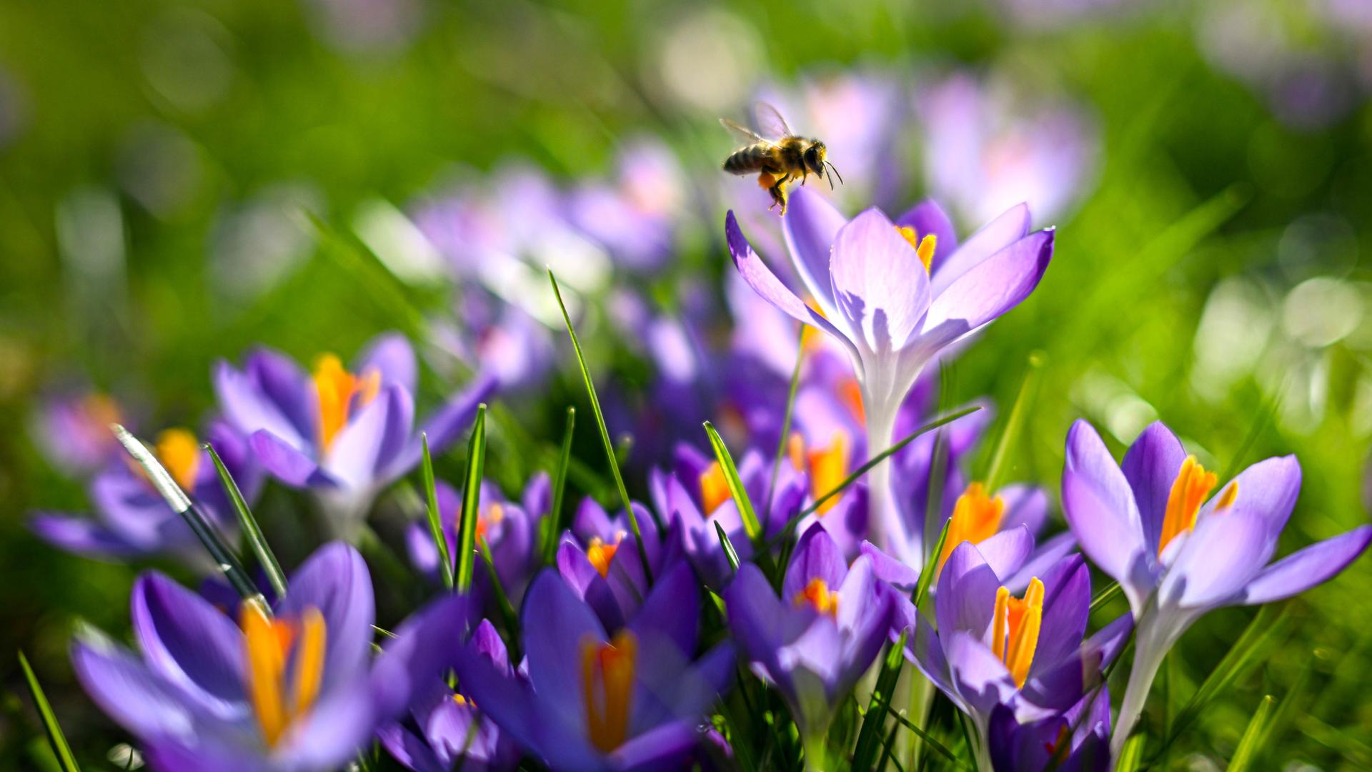 Eine Biene landet auf einem Krokus, der im Sonnenschein auf einer Wiese wächst.