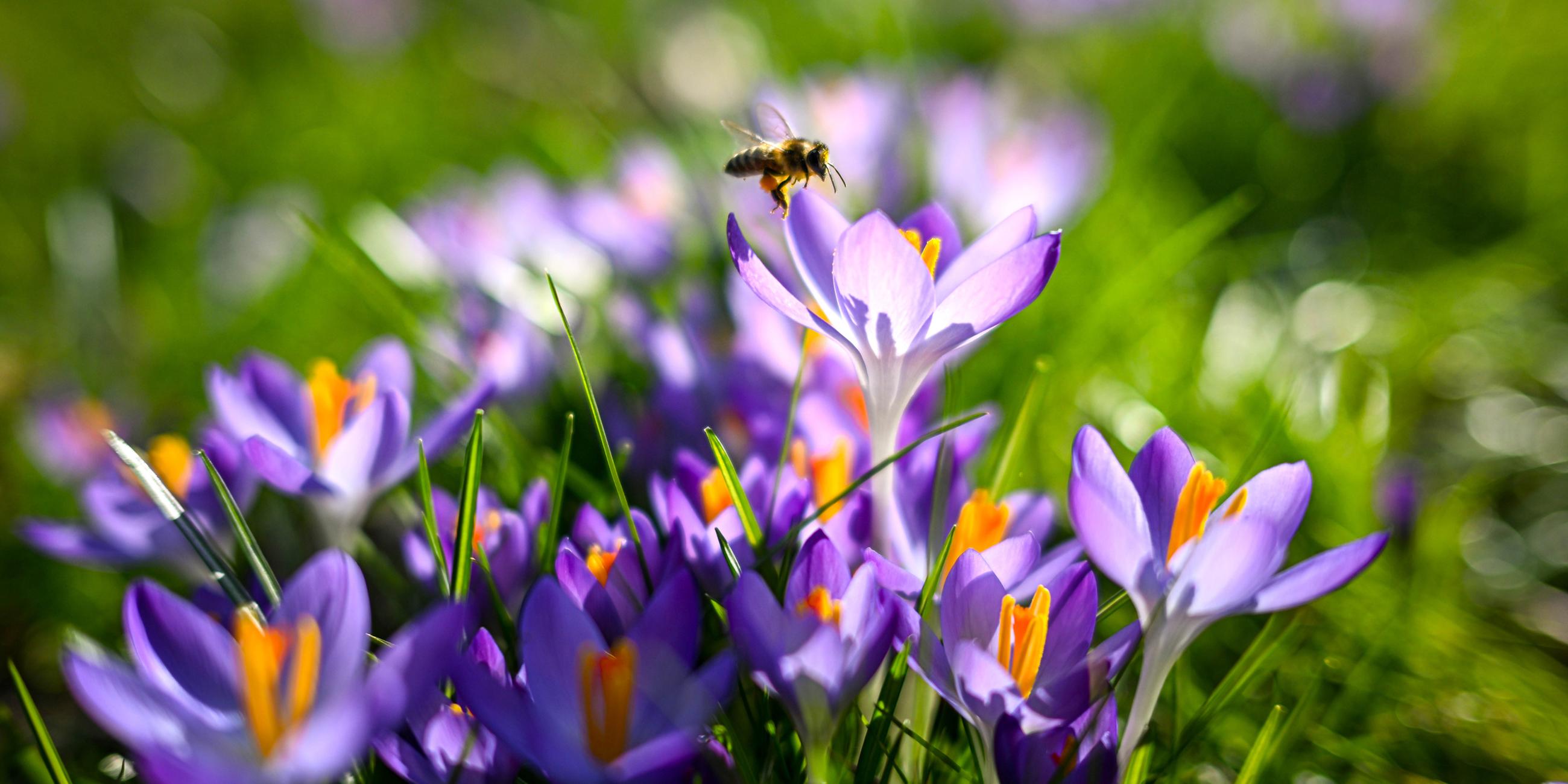 Eine Biene landet auf einem Krokus, der im Sonnenschein auf einer Wiese wächst.