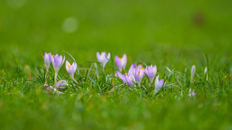 Die wärmeren Frühlingstemperaturen lassen die ersten Blumen aufblühen.