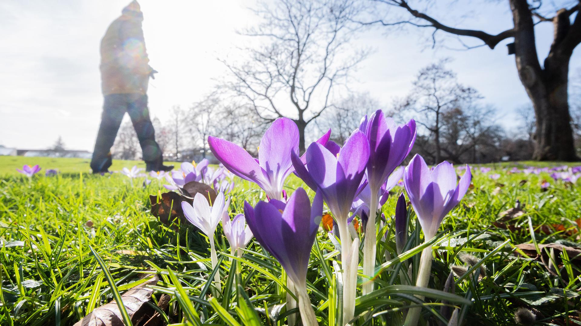 Frühlingsblumen im öffentlichen Park