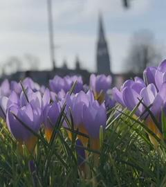 Es sind lila Blumen zu sehen.