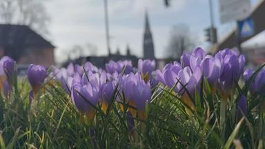Frühling schickt erste Vorboten