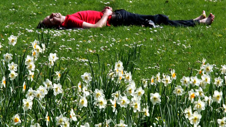Ein junger Mann macht vor blühenden Narzissen im Alten Botanischen Garten in München ein Nickerchen.