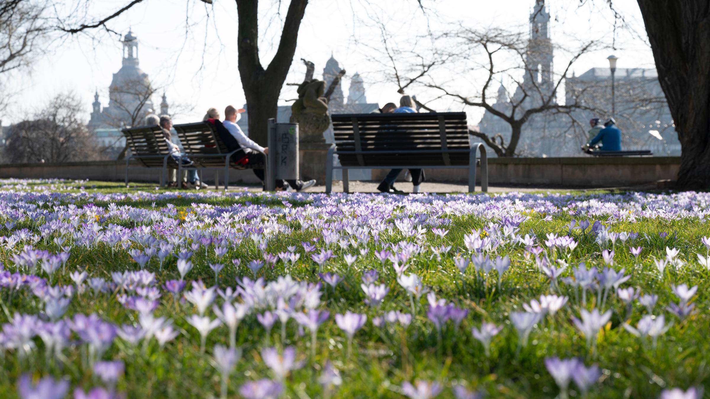 Sachsen, Dresden: Passanten sitzen hinter zahlreichen Krokussen vor der Kulisse der Altstadt auf einer Bank.