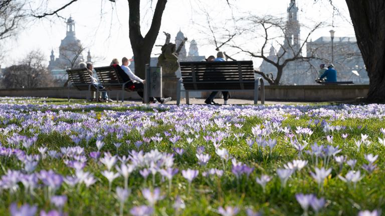 Sachsen, Dresden: Passanten sitzen hinter zahlreichen Krokussen vor der Kulisse der Altstadt auf einer Bank.