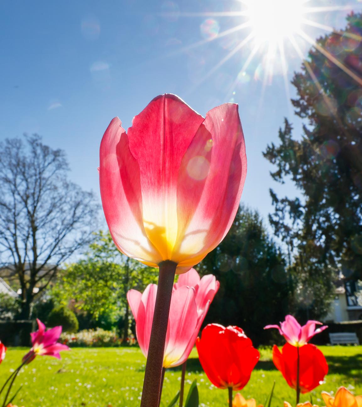 Symbolbild: Tulpen stehen in einem Park.