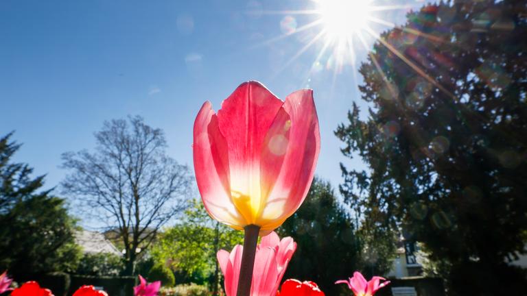 Symbolbild: Tulpen stehen in einem Park.