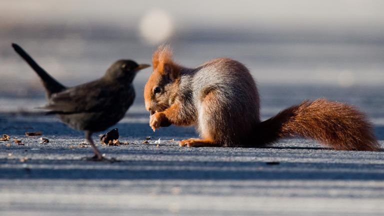 Eichhörnchen und Amsel