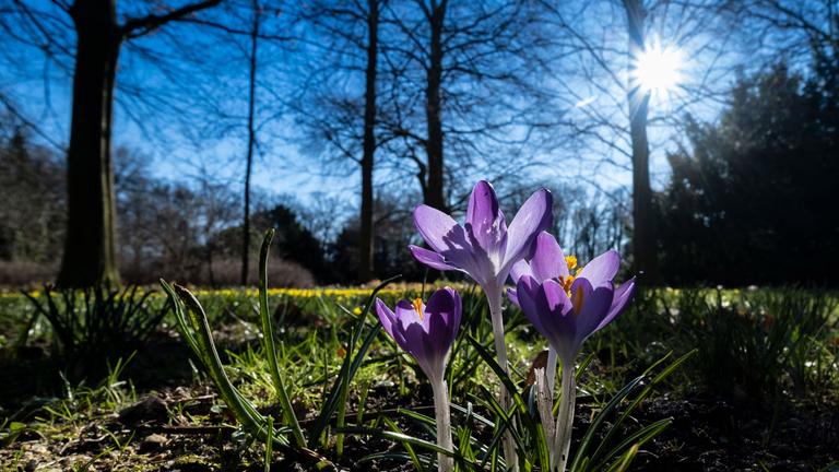 Krokusse auf Wiese