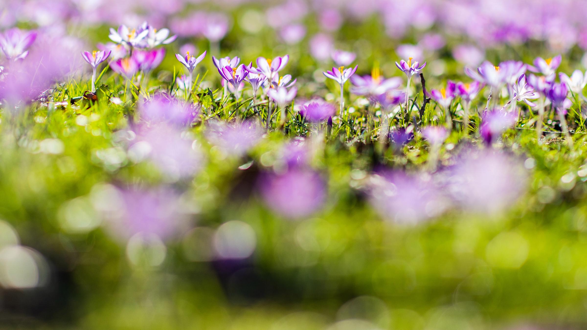 Fühlingsanfang in NRW
