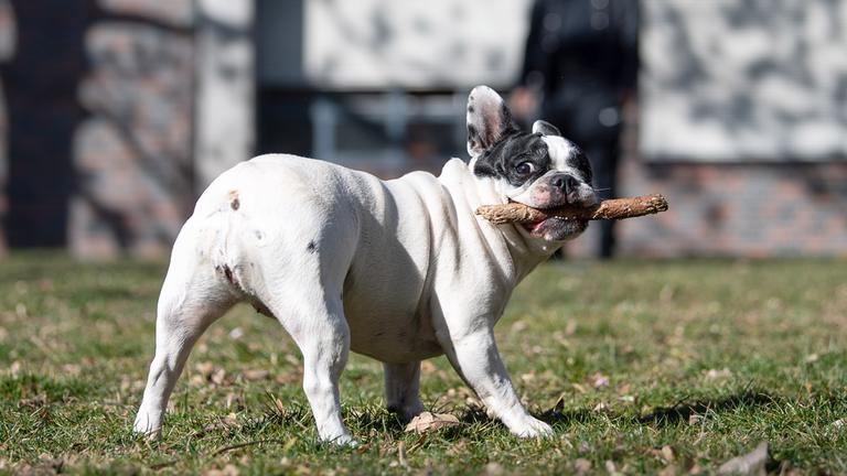 Coco spielt im Park 