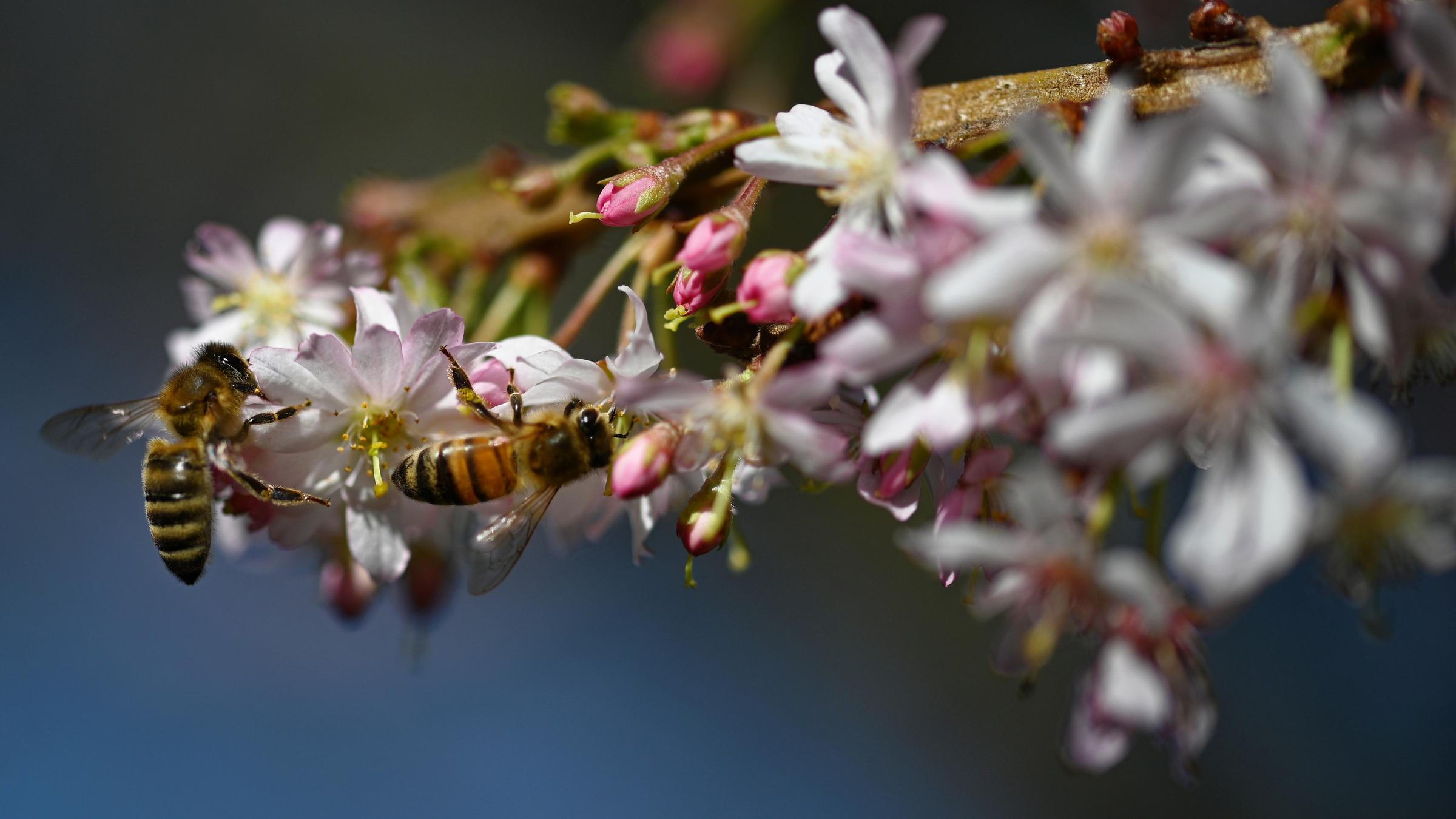 Bienen auf Blüten