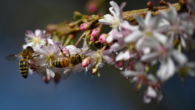 Bienen auf Blüten