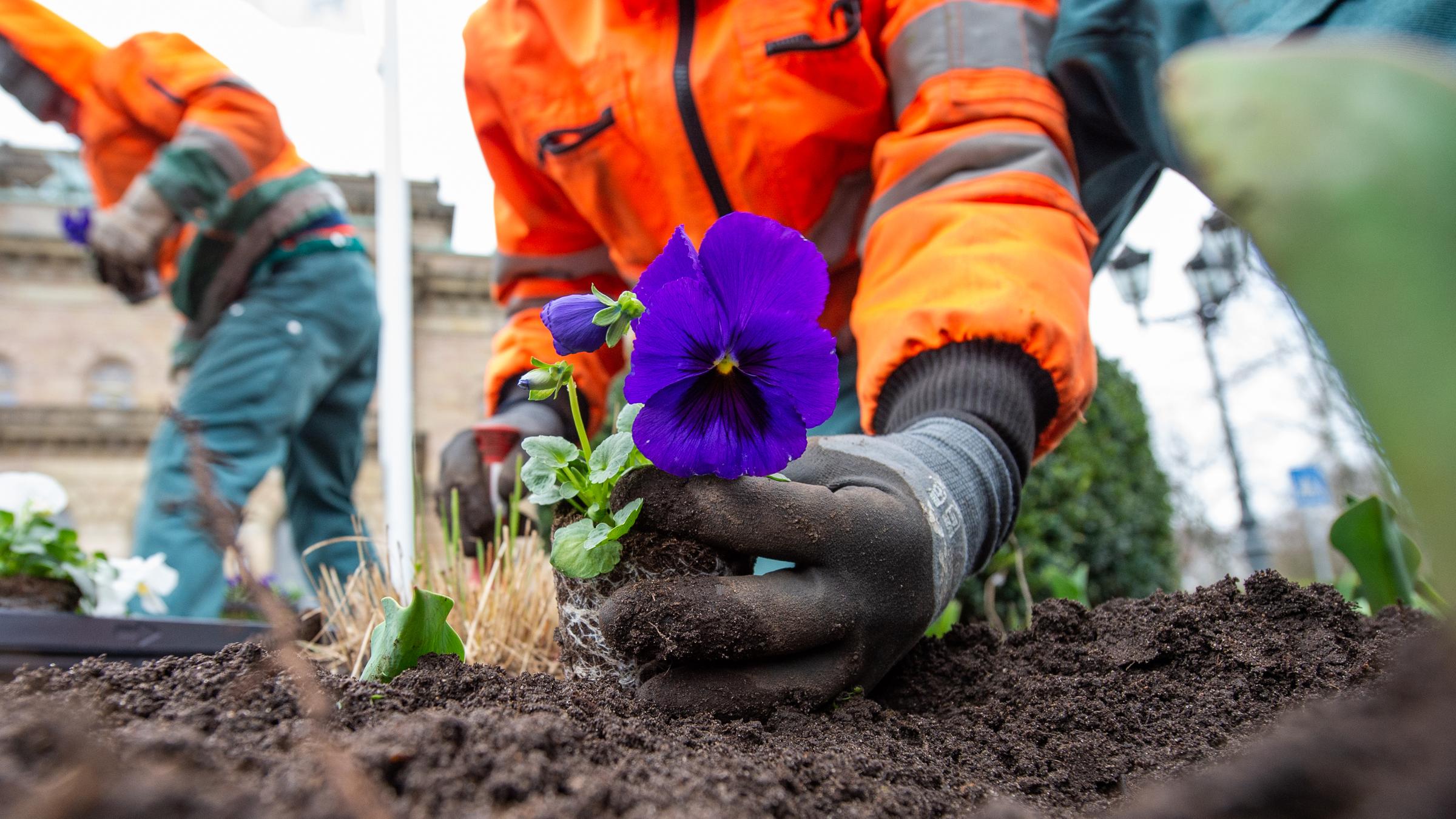 Gärtner richten Beete vor Staatstheater in Braunschweig her 