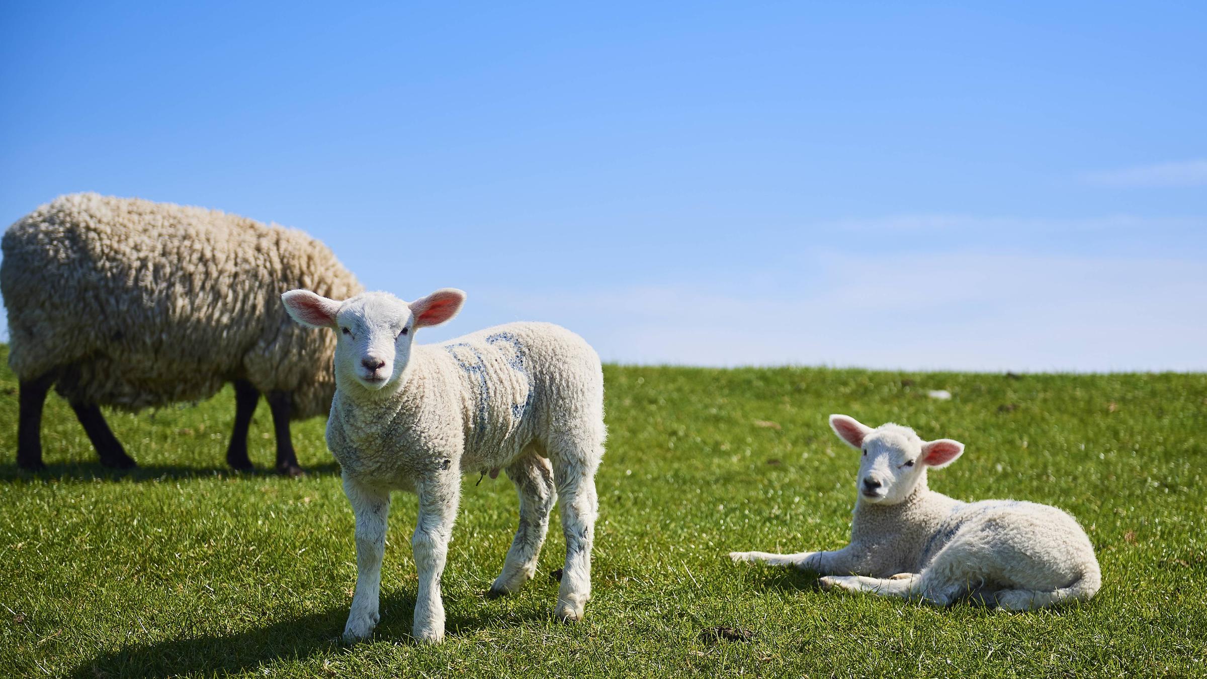 Lämmer auf einem Deich in Norddeutschland 