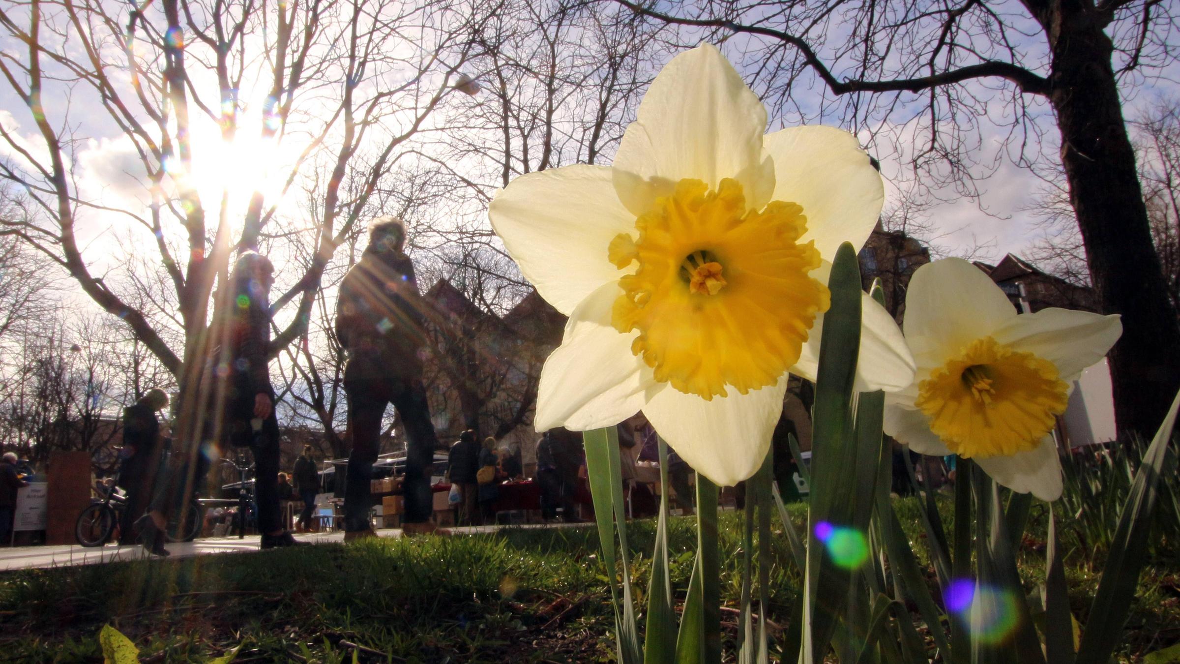 Narzissen im Schlosspark in Stuttgart 