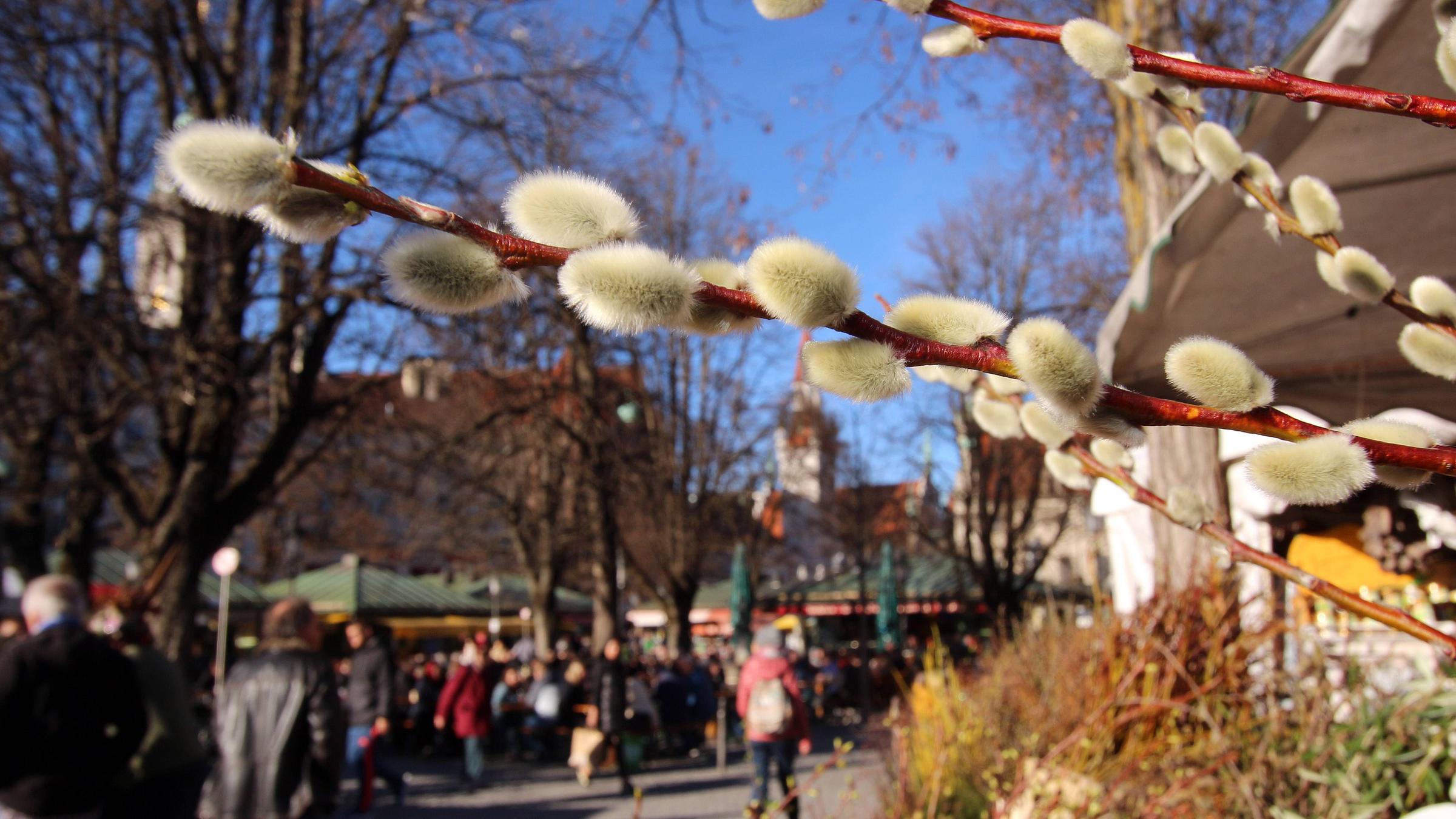 Weidenkätzchen in München 