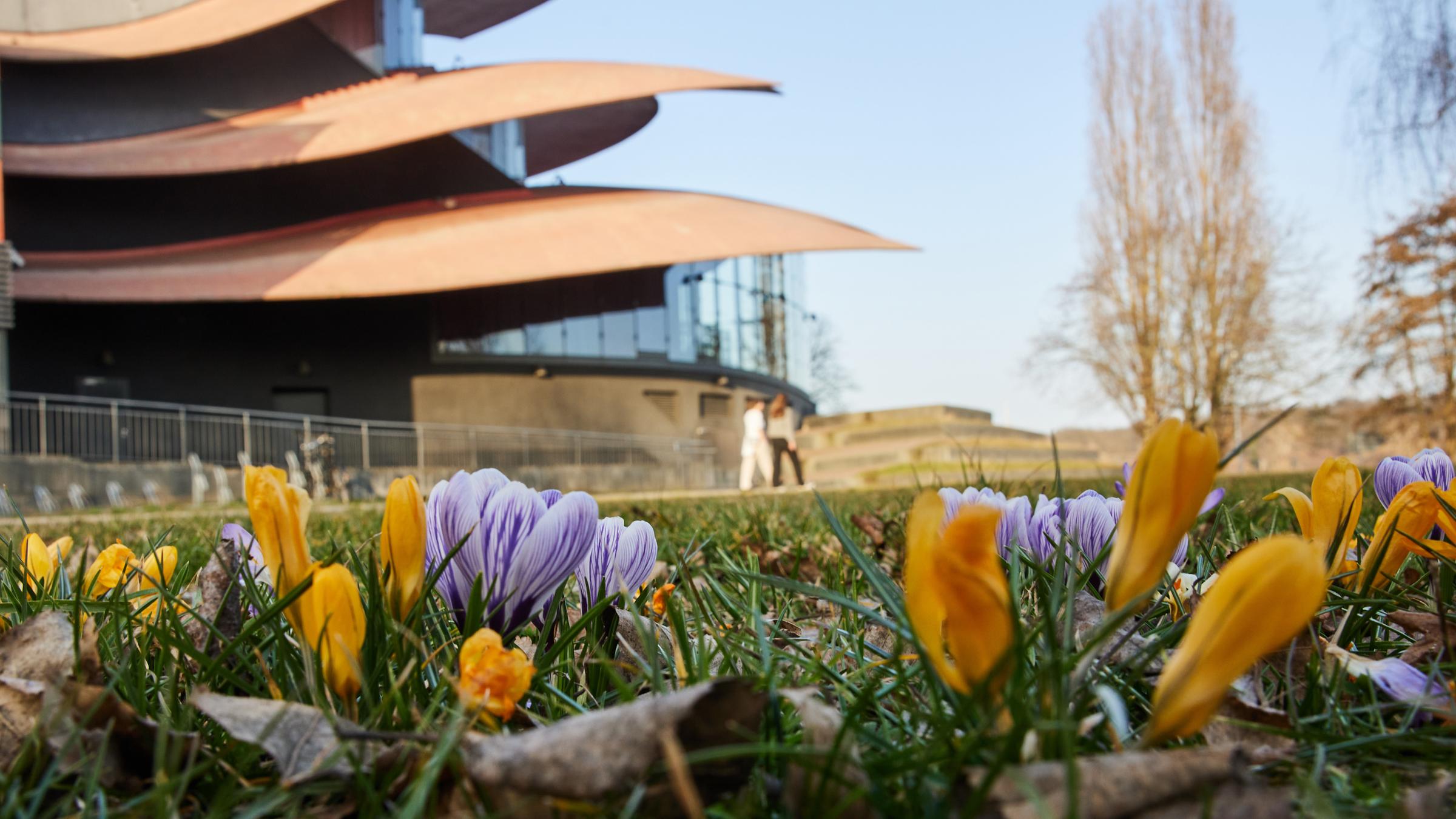 Brandenburg, Potsdam: Bunt blühen die Krokusse vor dem Hans Otto Theater.