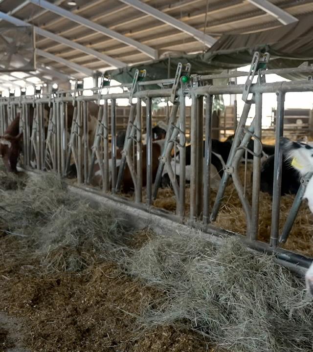 Bio-Milchbauer verteilt Heu im Kuhstall, Kuh, steht in Box im Stall