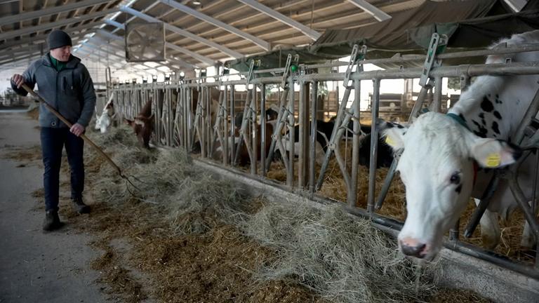 Bio-Milchbauer verteilt Heu im Kuhstall, Kuh, steht in Box im Stall