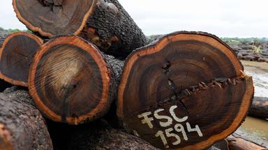 FSC-Siegel auf Tropenbäumen in Mosambik