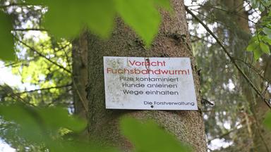 Ein Schild hängt an einem Baum im Wald und warnt vor dem Fuchsbandwurm.