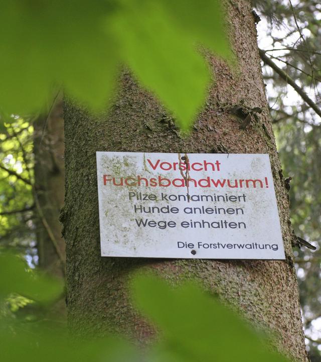 Ein Schild hängt an einem Baum im Wald und warnt vor dem Fuchsbandwurm.