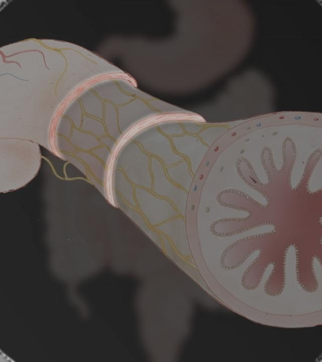 Eine schematische Darstellung der Darmwand.