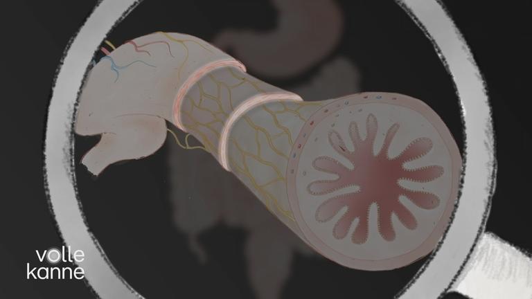 Eine schematische Darstellung der Darmwand.