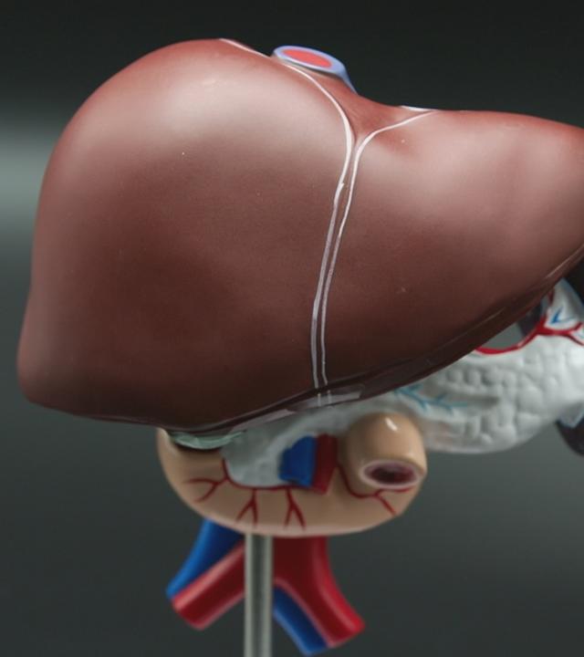 Eine Darstellung von einer Leber
