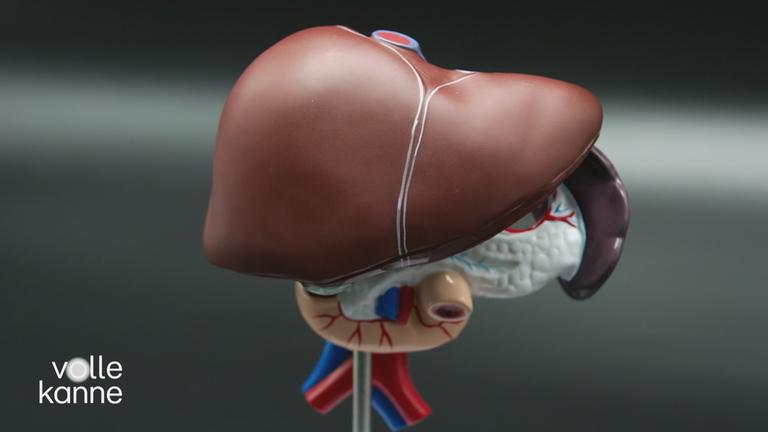 Eine Darstellung von einer Leber