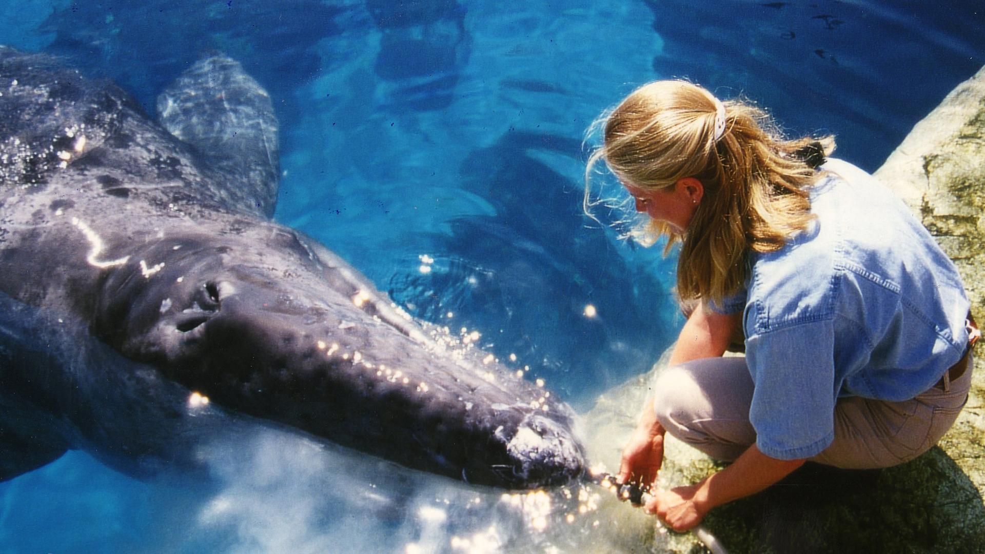 Fütterung Grauwal - Rettungsaktion San Diego