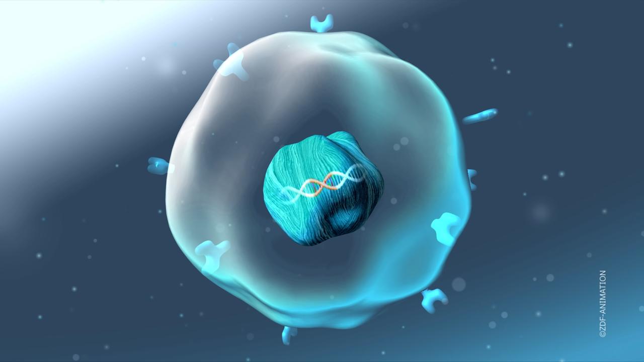 Neue Immuntherapie gegen Blutkrebs verändert Zellen direkt im Blut