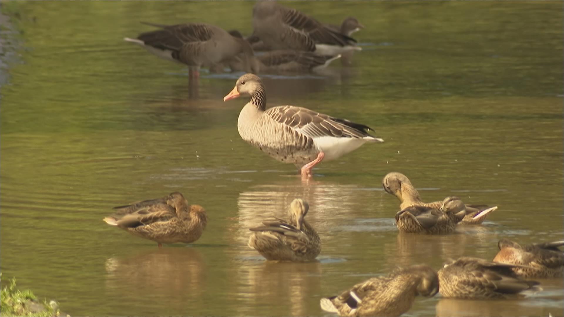Gänse im Wasser