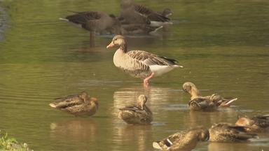 Gänse im Wasser