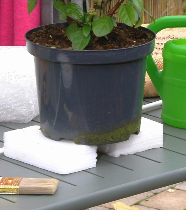 Tipps zum überwintern von Elmar Mai