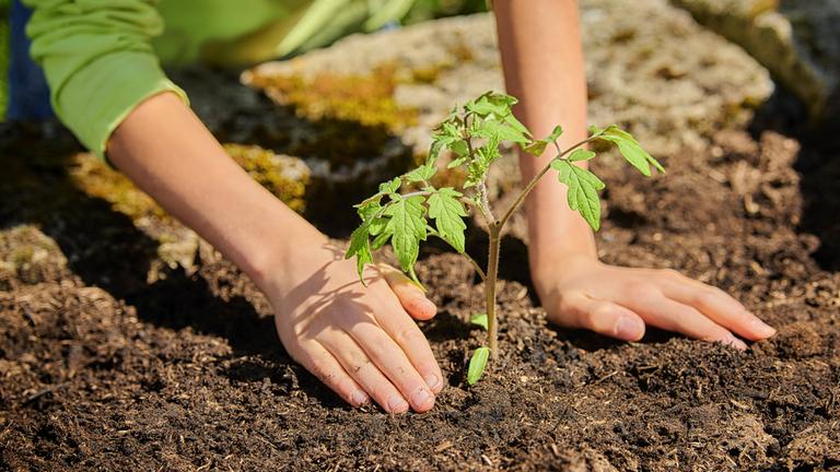 Ein junger Mann verpflanzt eine Tomatenpflanze ins Freiland
