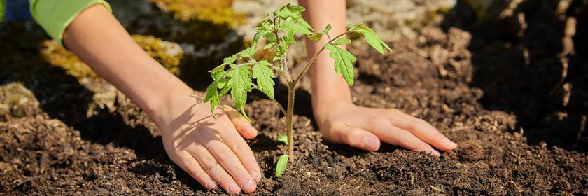 Ein junger Mann verpflanzt eine Tomatenpflanze ins Freiland