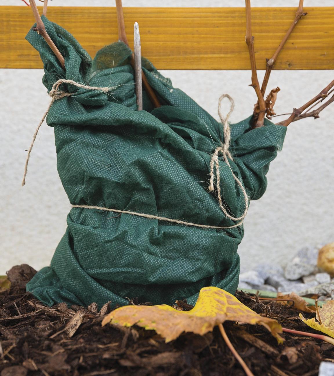 In Vlies gehüllte Weinrebe