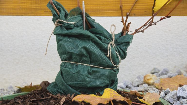 In Vlies gehüllte Weinrebe