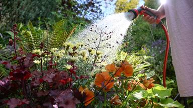 Eine Frau gießt in einem Garten in den Morgenstunden Blumen mit einem Gartenschlauch.