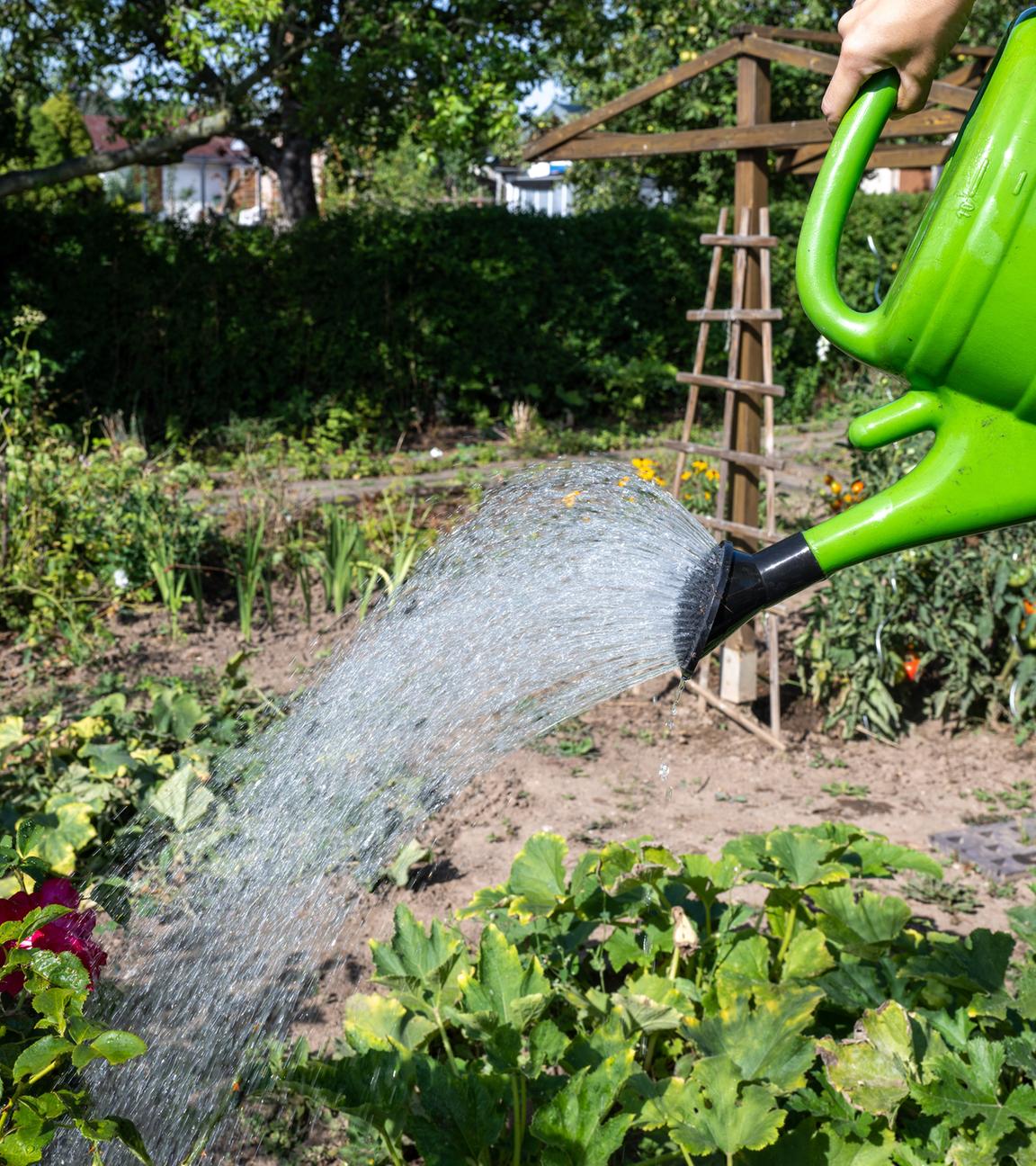Frau gießt ein Gemüsebeet im Schrebergarten