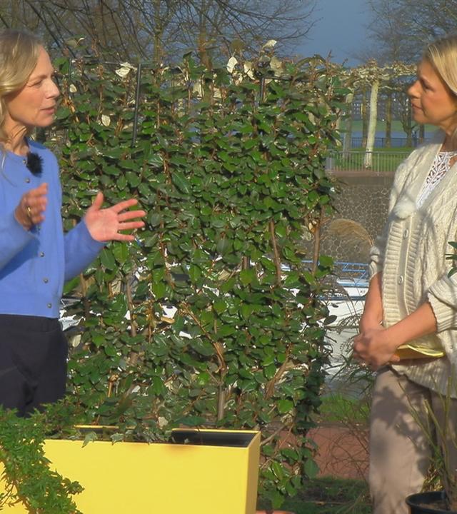 Anja Koenzen und Nadine Krüger stehen vor Hecken und präsentieren diese